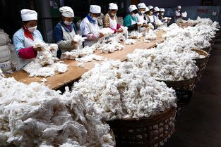 印度 棉花大王 百德瑞思 在印度设厂可节省20 的成本
